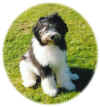 Buster ca. 5 manader.jpg (28171 bytes)