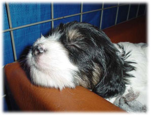 Growler's Czertina Czarowny - Frida 3 veckor