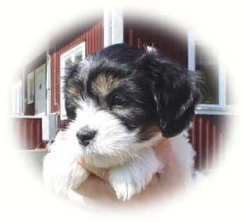Growler's Czertina Czarowny - Frida 6 veckor